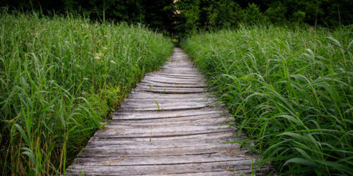 A wooden pathway flanked with bright green, tall grass