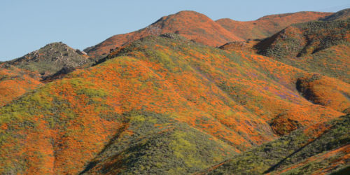 California hills at dusk, blanketed in poppy super-bloom